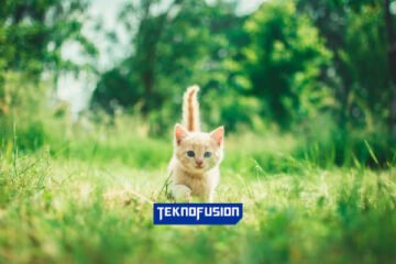 Rekomendasi 6 Aplikasi Mencari Kucing Hilang Agar si Meow Bisa Ditemukan Aplikasi Mencari Kucing Hilang