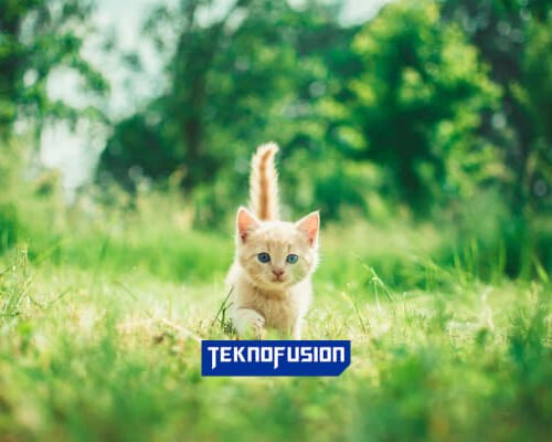 Rekomendasi 6 Aplikasi Mencari Kucing Hilang Agar si Meow Bisa Ditemukan